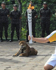 olympic jaguar