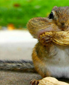squirrel eatting