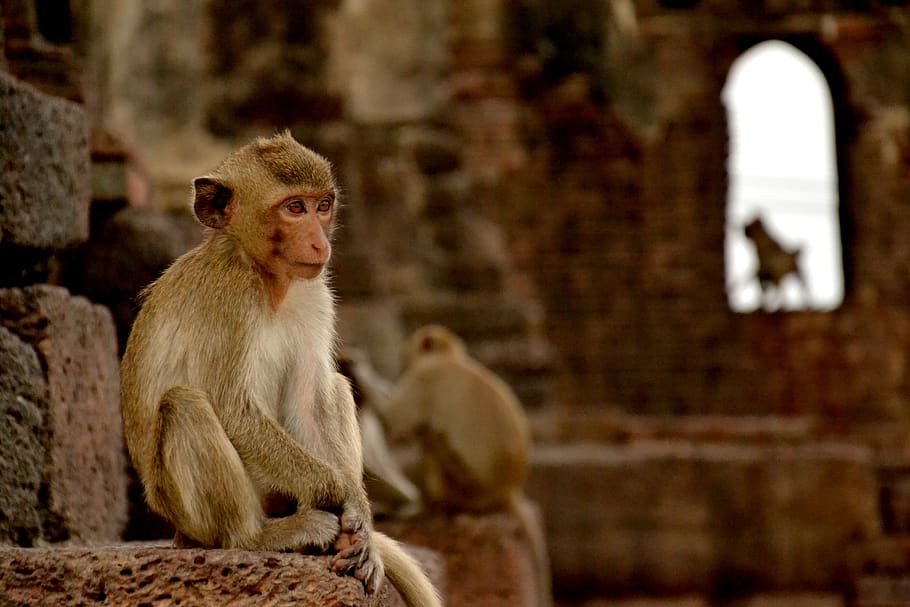 Monkeys in Lop Buri, Thailand