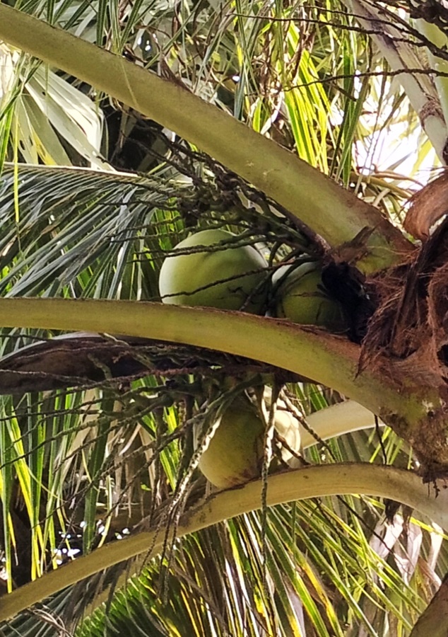 A coconut in a tree