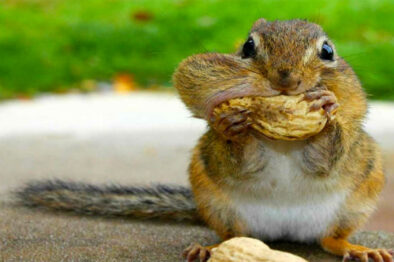 squirrel eatting