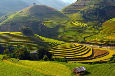 Terraces in Vietnam