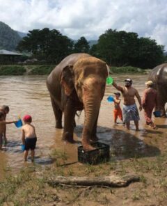 Chiang mai Elephant
