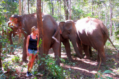 Elephants in Cambodia