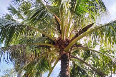 Coconut Tree in Thailand