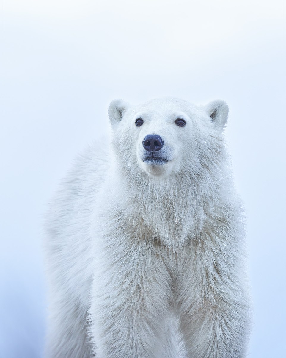 Jenny Zhao - the winner of the national award for the U.S - took this spellbinding shot of a polar bear cub 'staring wistfully into the distance' in Canada last November.