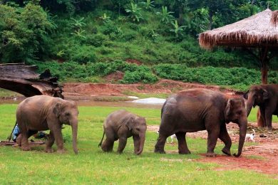 Family of Elephant