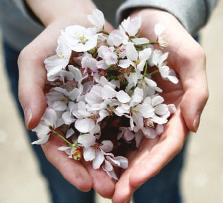kindness white flower