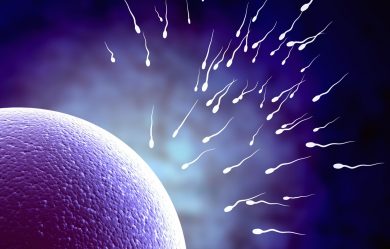 sperm-egg fertility