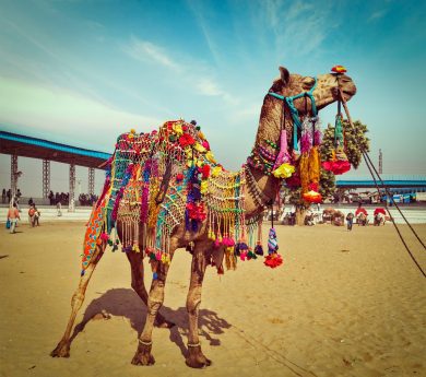 Camel festival